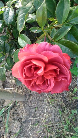 DSC_0379 - TRANDAFIRI 2014 II