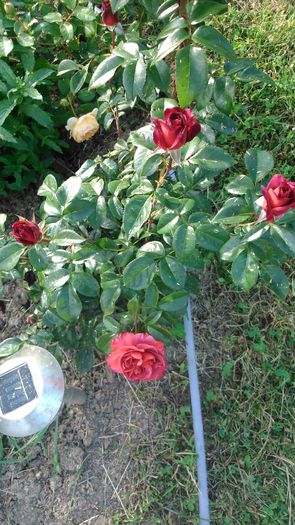 DSC_0380 - TRANDAFIRI 2014 II