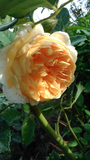 DSC_0381 - TRANDAFIRI 2014 II