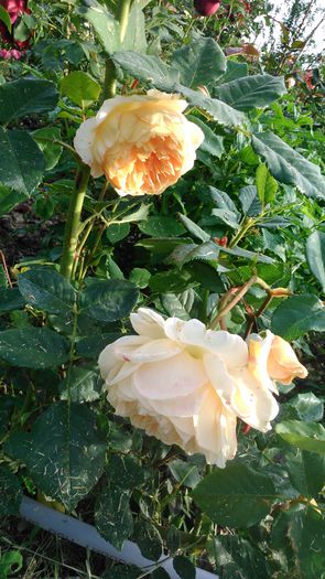 DSC_0382 - TRANDAFIRI 2014 II