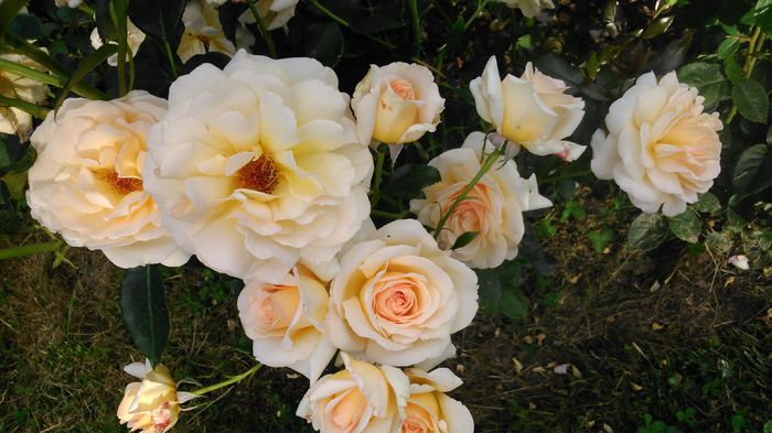 DSC_0384 - TRANDAFIRI 2014 II