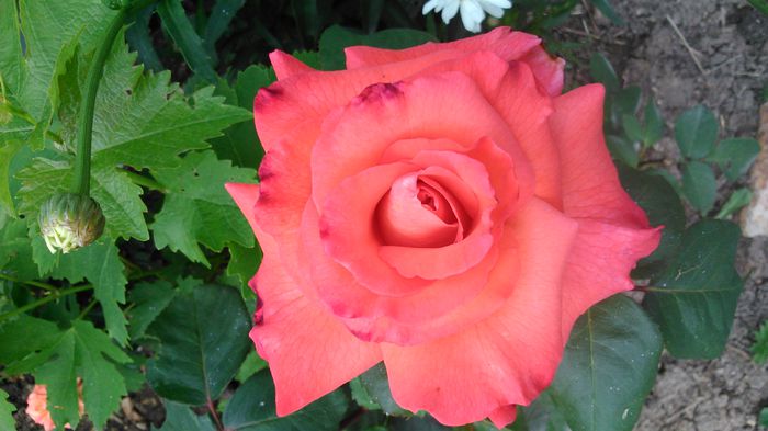 DSC_0388 - TRANDAFIRI 2014 II