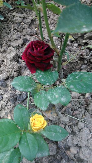 DSC_0389 - TRANDAFIRI 2014 II