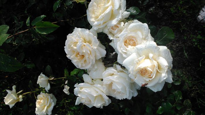 DSC_0385 - TRANDAFIRI 2014 II