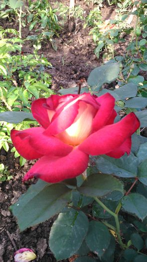 DSC_0387 - TRANDAFIRI 2014 II