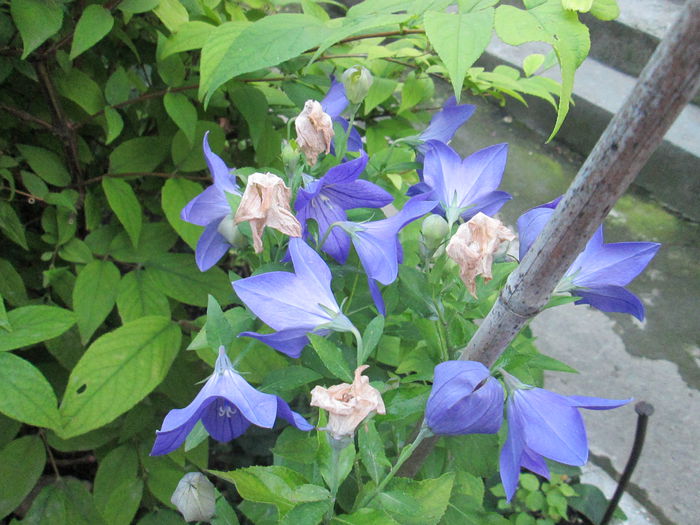 campanula de gradina