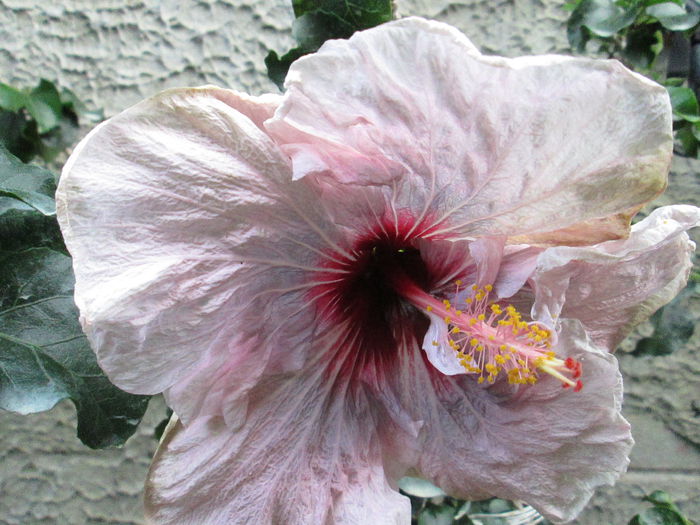 hibiscus