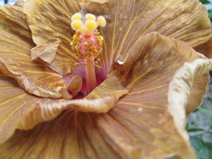 hibiscus - ultimele zile din iunie 2014 si de vanzare