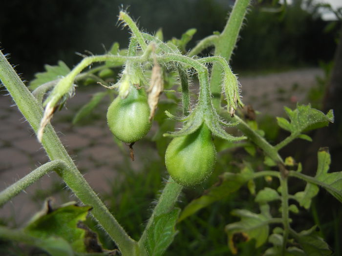 Tomato Yellow Pear (2014, June 07) - Tomato Yellow Pear