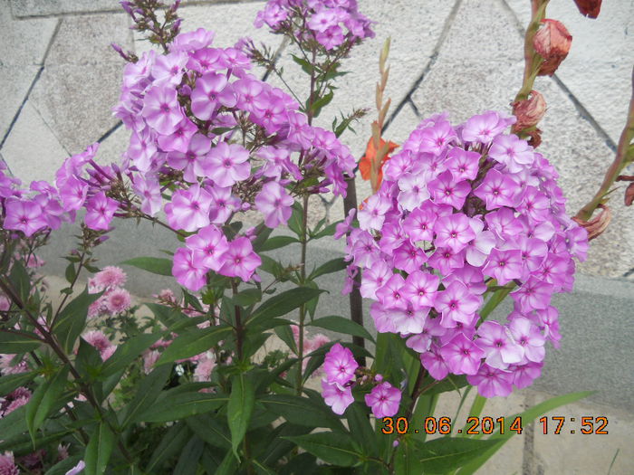 DSCN3211 - flori din gradina