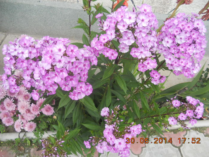 DSCN3210 - flori din gradina