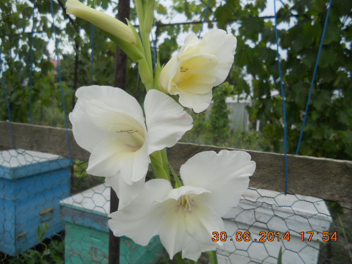 DSCN3215 - flori din gradina