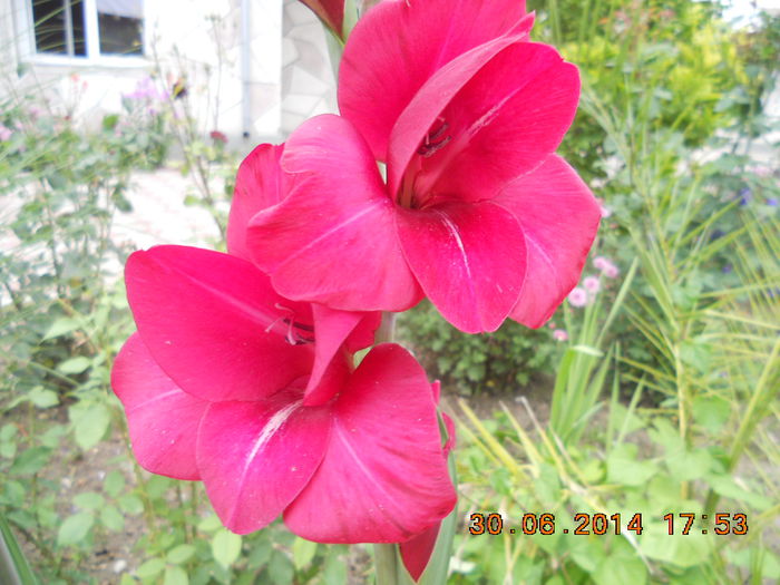 DSCN3214 - flori din gradina