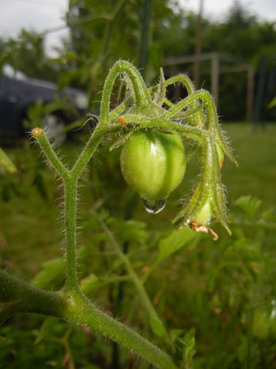 Tomato Yellow Pear (2014, June 23)