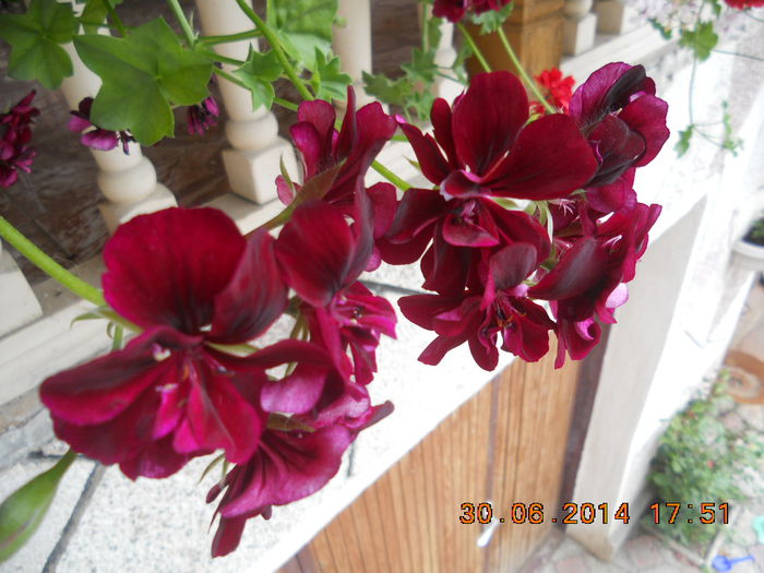 DSCN3207 - muscate