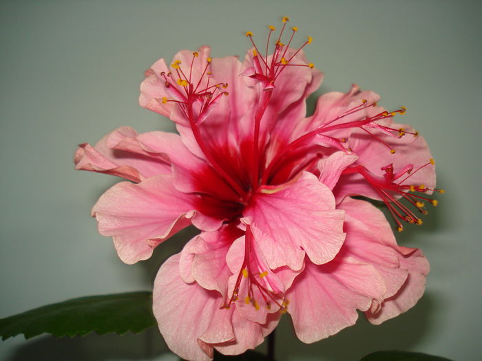 DSC09718 - Hibiscus Kona