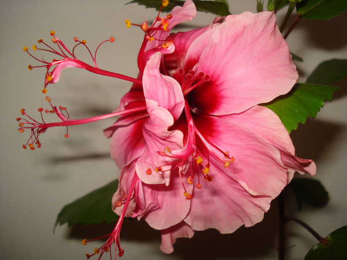 DSC09695 - Hibiscus Kona