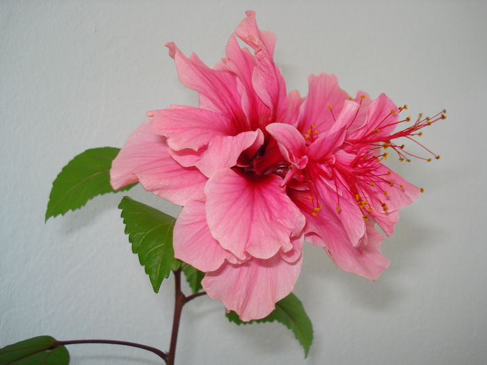 DSC09994 - FLORI 2014