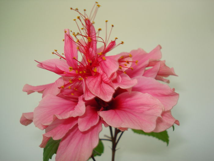 DSC09995 - FLORI 2014