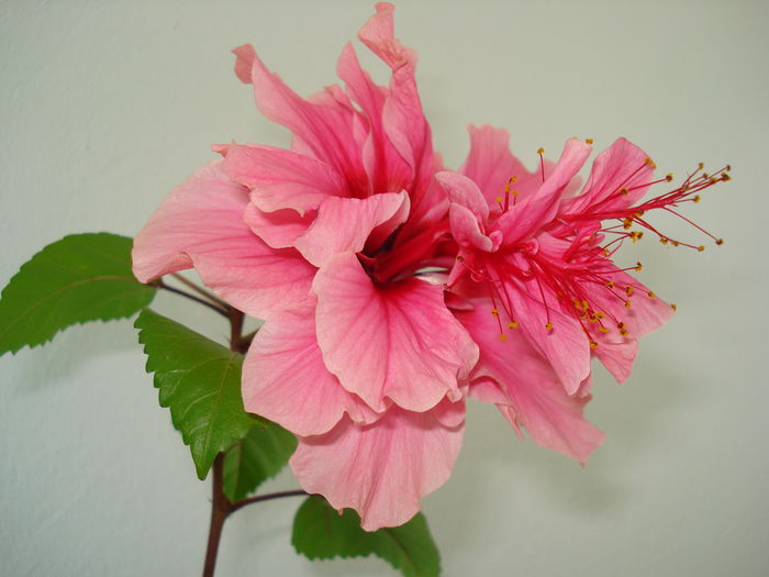 DSC09991 - FLORI 2014