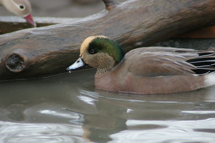 FLUIERATOARE AMERICANA