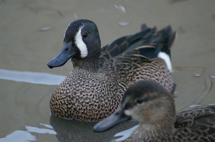 RATA CU ARIPI ALBASTRE