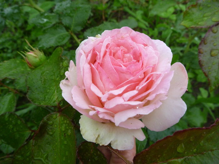 Eden Rose- Multumesc Floralia