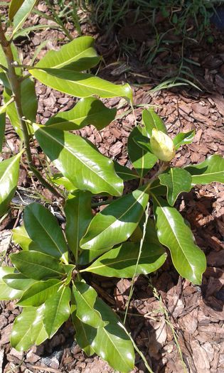 boboc de magnolie - florile mele iunie 2014