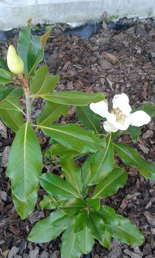 magnolie inflorita - florile mele iunie 2014