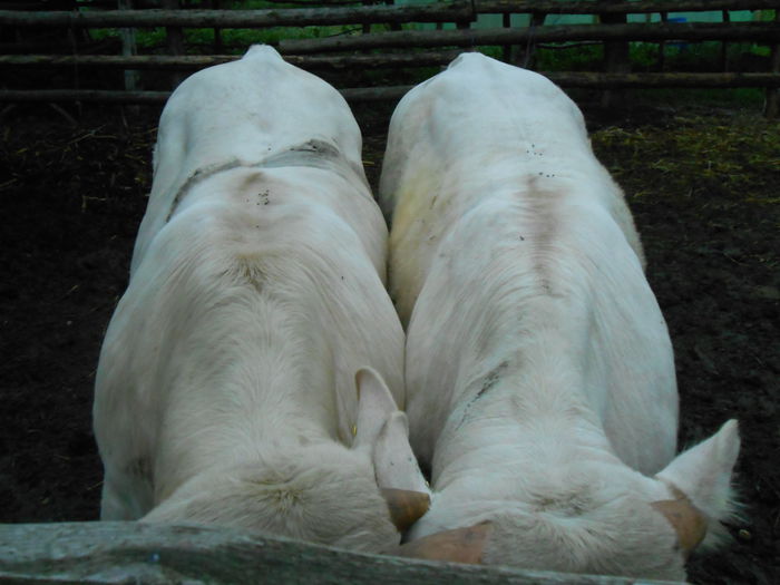 DSCN0456 - Charolais 2014