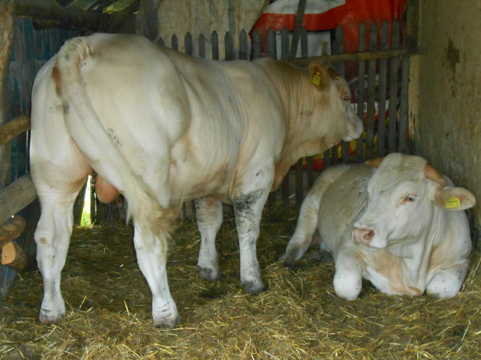 DSCN0567 - Charolais 2014