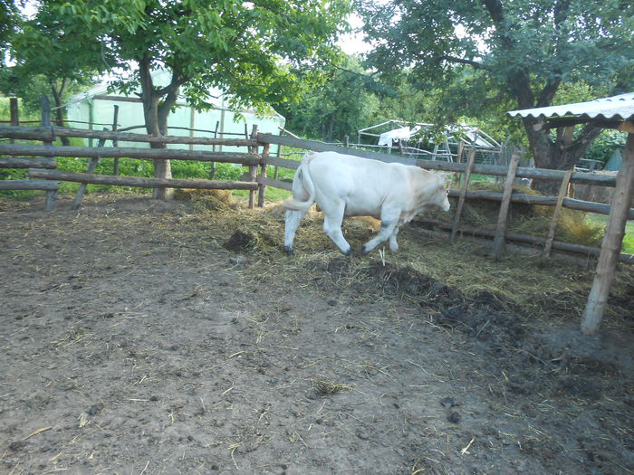 DSCN0606 - Charolais 2014