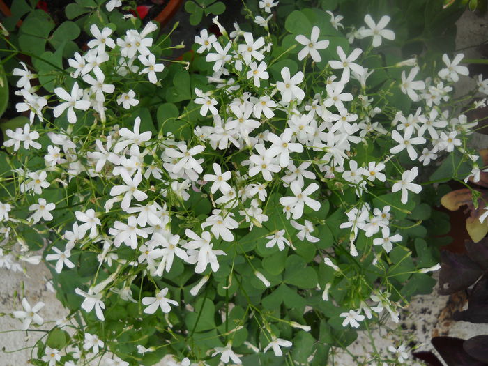 DSCN6519 - A36 VARA 2014