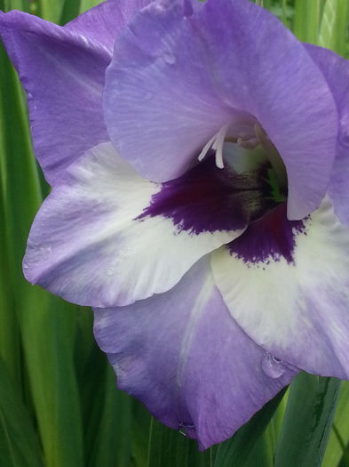 20140701_112319 - Gladiole de vanzare OFERTA 2015