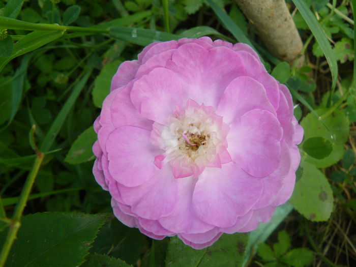 Reine de Violette - Trandafirii mei_2014