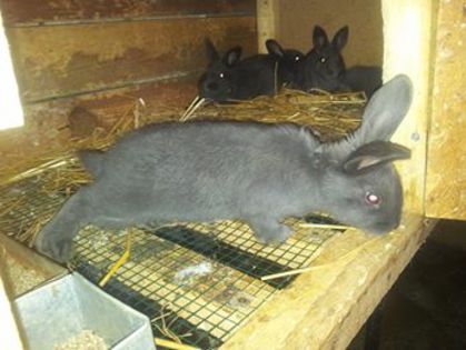 10300295_246177802243017_3054521704139191311_n