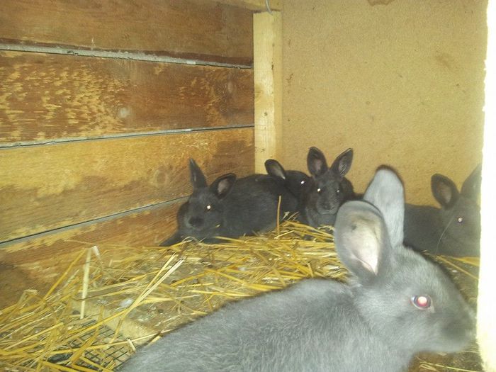 10336838_246177838909680_257885598986828085_n