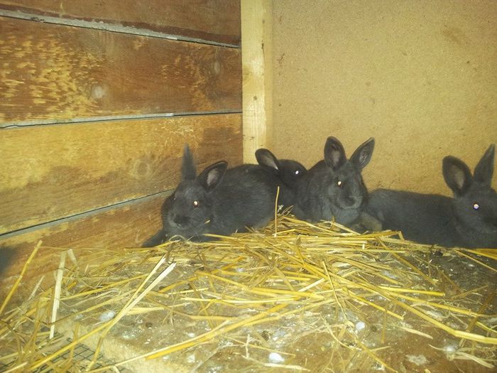 10409728_246177892243008_2922103338416827013_n