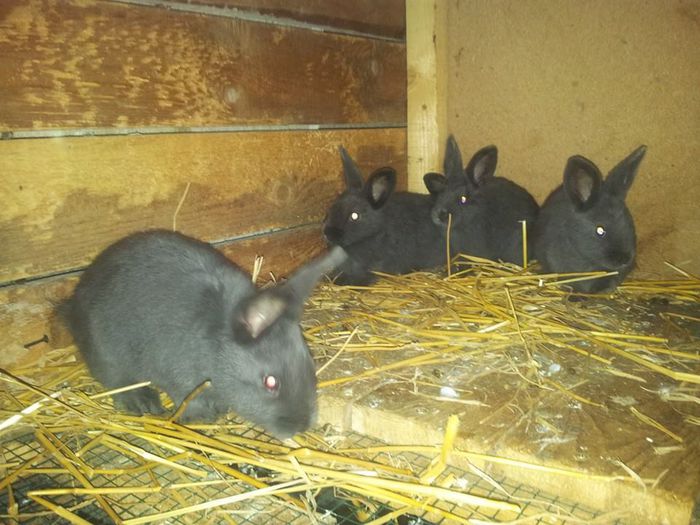 10445973_246177875576343_2552891459908597518_n