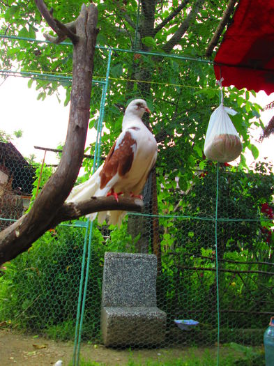 IMG_1025 - porumbei iulie 2014