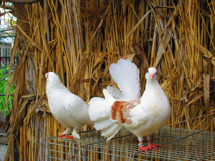 IMG_1026 - porumbei iulie 2014