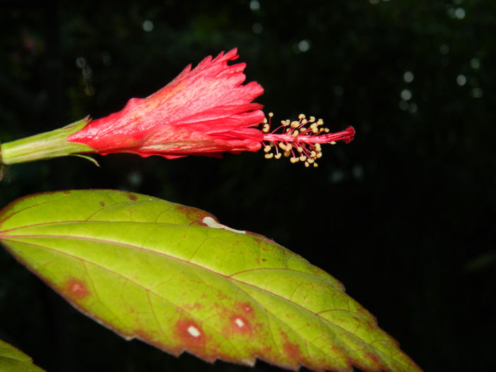 DSCN9512 hibiscus surinam - IULIE_2014