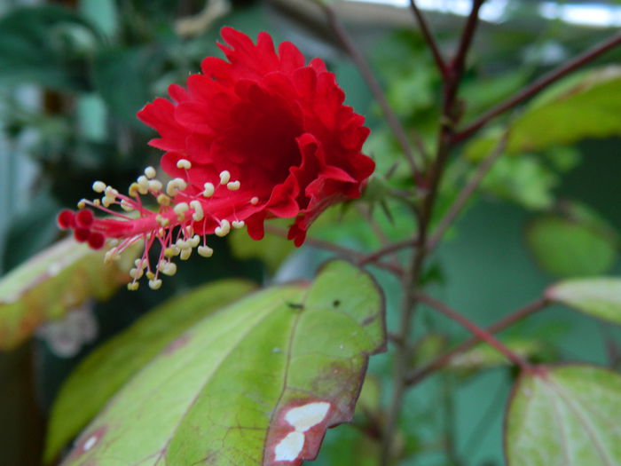 DSCN9520 hibiscus surinam - IULIE_2014