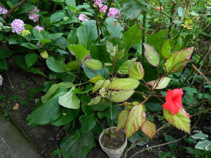 DSCN9528 hibiscus surinam - IULIE_2014