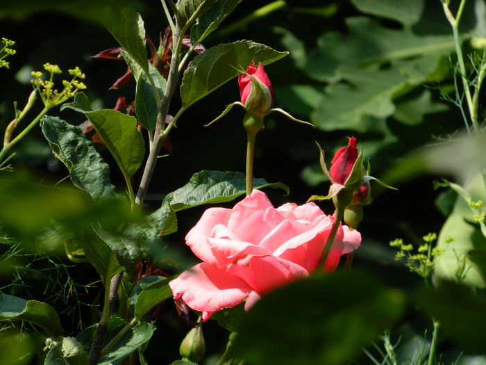 DSCN9586