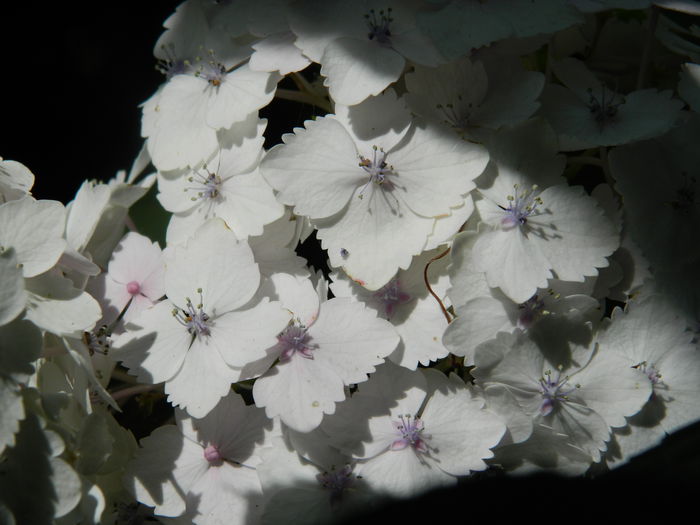 DSCN9589