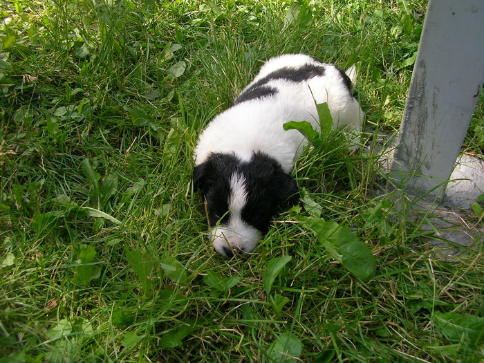 SANY0093 - CUIB 3  DIN MOLDA SI REMUS