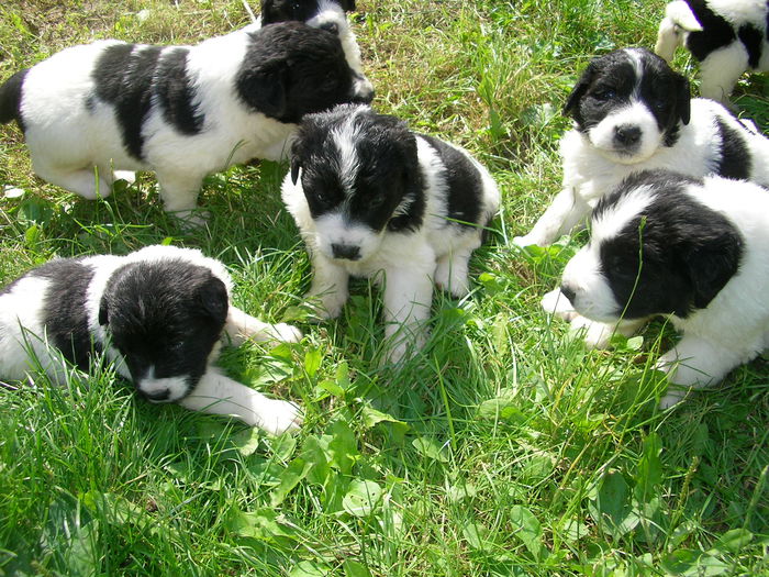 3.5 saptamani - CUIB 3  DIN MOLDA SI REMUS