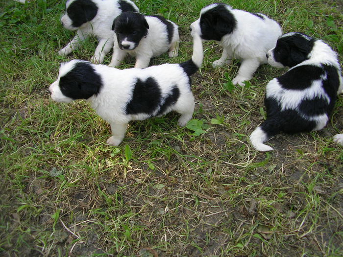 3.5 saptamani - CUIB 3  DIN MOLDA SI REMUS