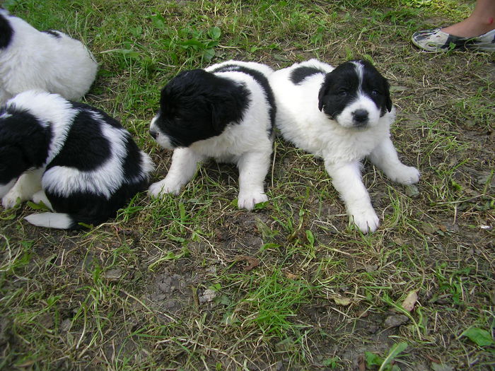 SANY0047 - CUIB 3  DIN MOLDA SI REMUS